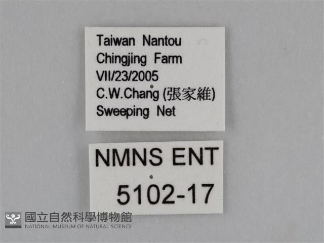 豔粉蝶藏品圖，第3張