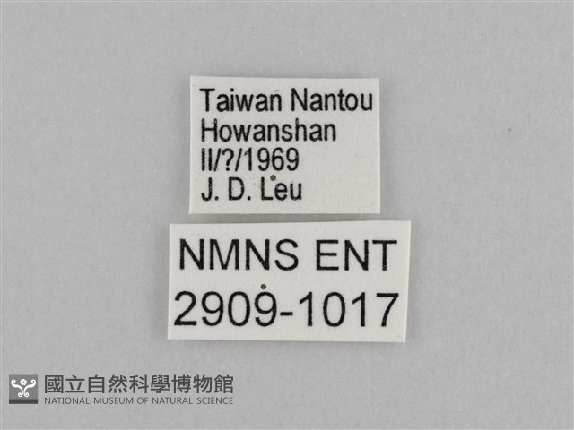 切翅眉眼蝶藏品圖，第3張