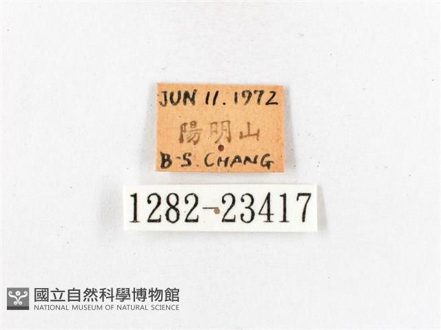 木毒蛾藏品圖，第3張