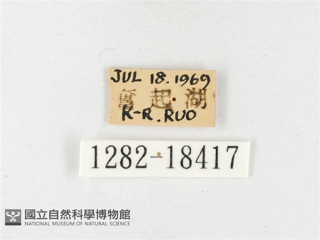 島嶼黃蝶、江崎黃蝶藏品圖，第3張