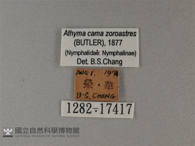 雙色帶蛺蝶藏品圖，第3張