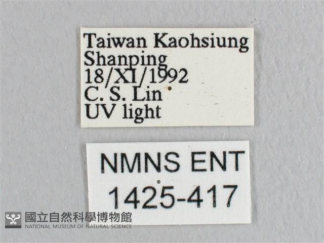 彎黑黃鉤蛾藏品圖，第3張