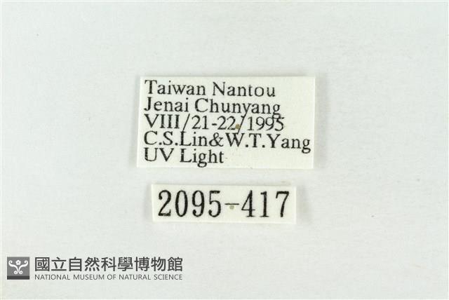 素木綠刺蛾藏品圖，第3張