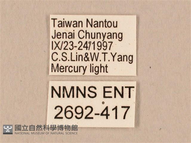 棕綠背線天蛾藏品圖，第3張