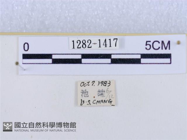 閃光苔蛾藏品圖，第3張