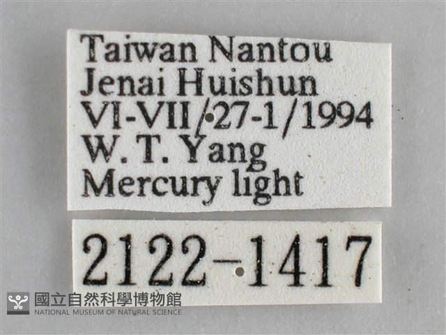 金鎧蛺蝶藏品圖，第3張