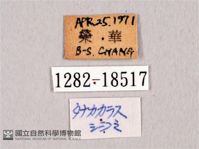 田中洒灰蝶藏品圖，第3張