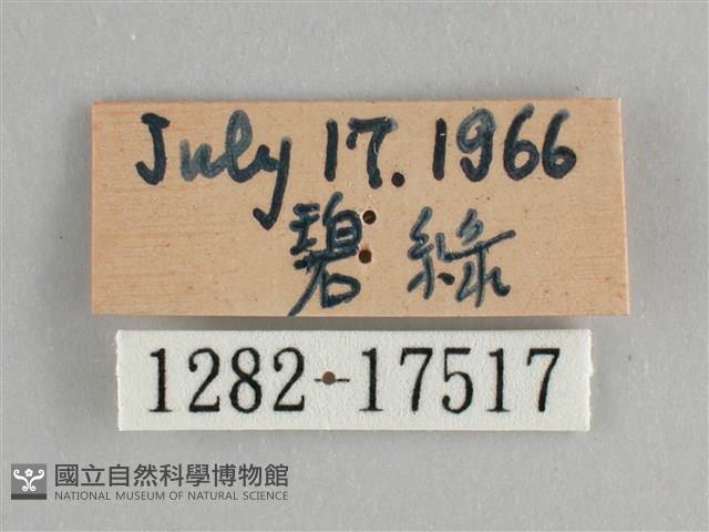 臺灣鉤粉蝶藏品圖，第3張