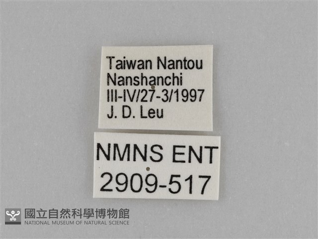 異紋紫斑蝶藏品圖，第3張