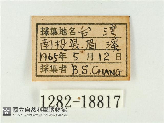 銀灰蝶藏品圖，第3張