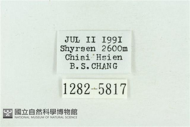 粉紅帶散紋夜蛾藏品圖，第3張