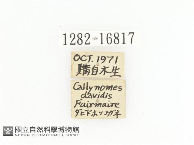 臺灣跗花金龜藏品圖，第2張