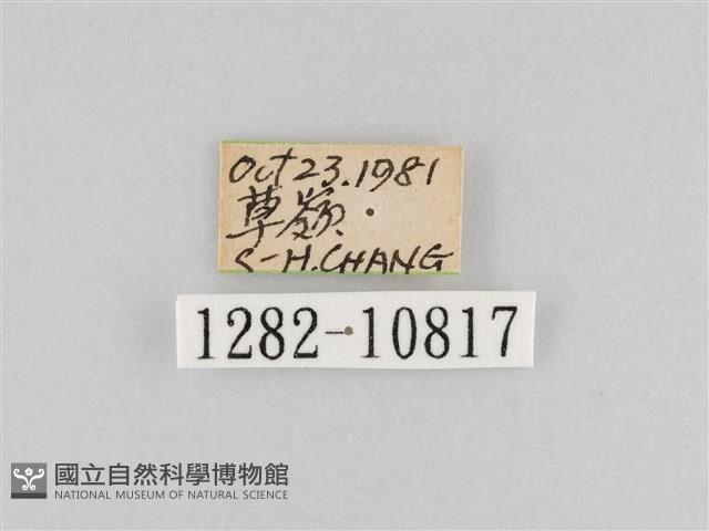 斜紋夜盜蛾藏品圖，第3張