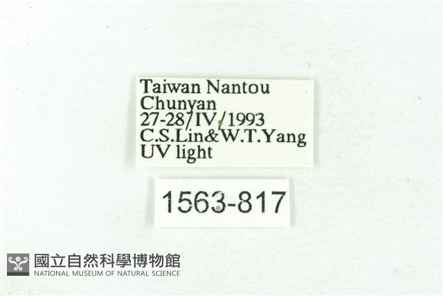 臺雪苔蛾藏品圖，第3張