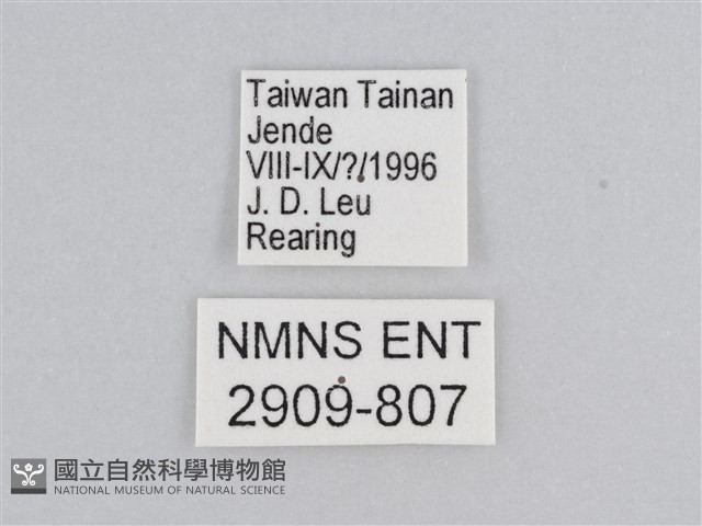 樺斑蝶藏品圖，第3張