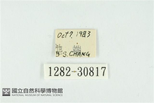 霧社環波紋蛾藏品圖，第3張