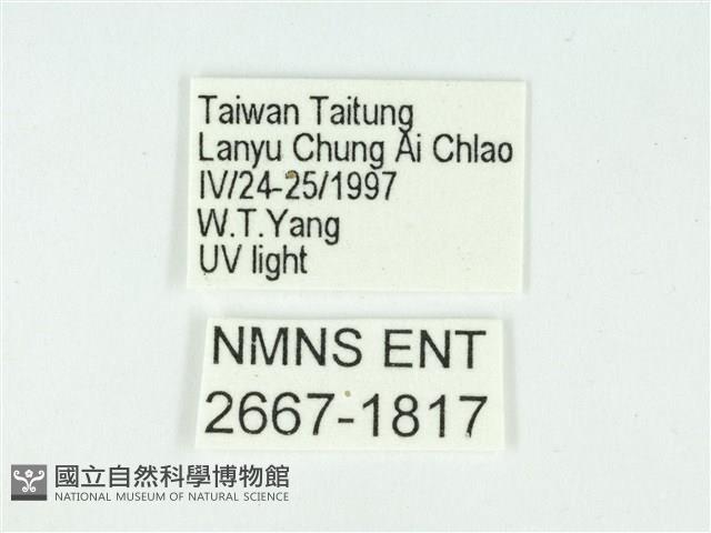 叉紋閃舞蛾藏品圖，第3張