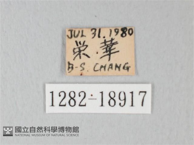 淡青雅波灰蝶藏品圖，第3張