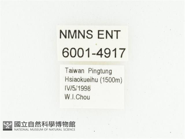 艷邊花金龜藏品圖，第2張