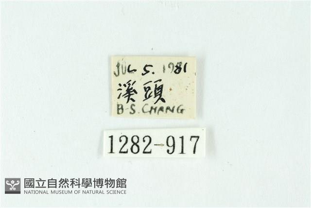 三色豔苔蛾藏品圖，第3張