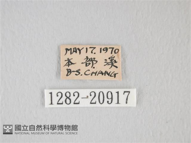靛色琉灰蝶藏品圖，第3張