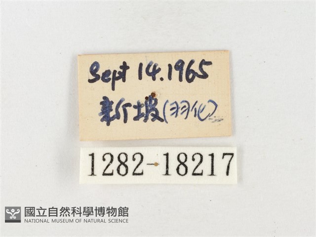 島嶼黃蝶、江崎黃蝶藏品圖，第3張
