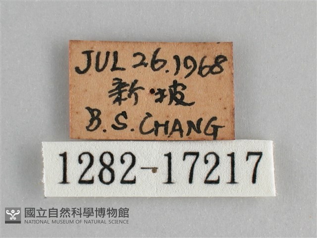 眼蛺蝶、孔雀蛺蝶藏品圖，第3張