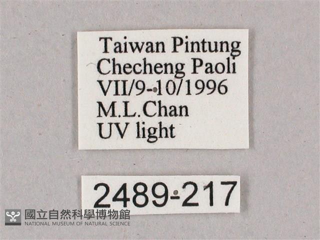 細斜紋霜天蛾藏品圖，第3張