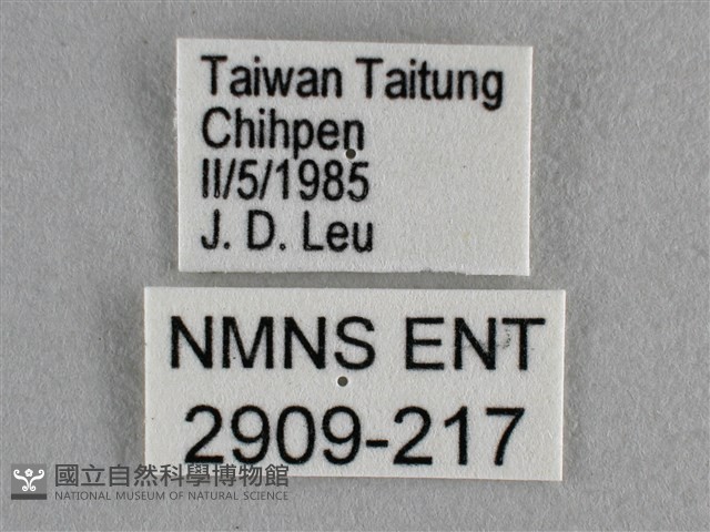 雅波灰蝶藏品圖，第3張