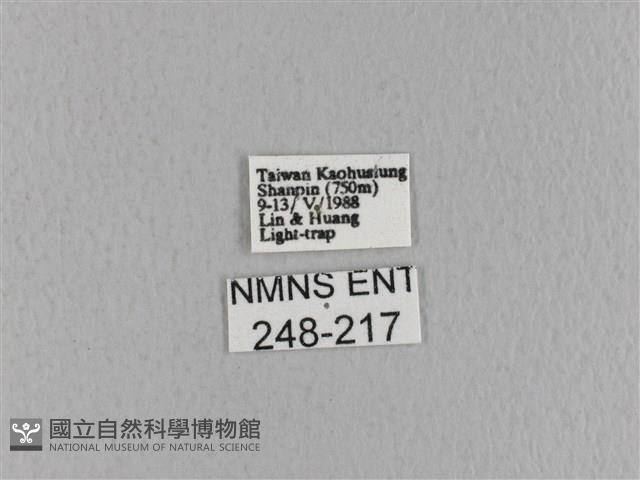 青枯葉蛾藏品圖，第3張