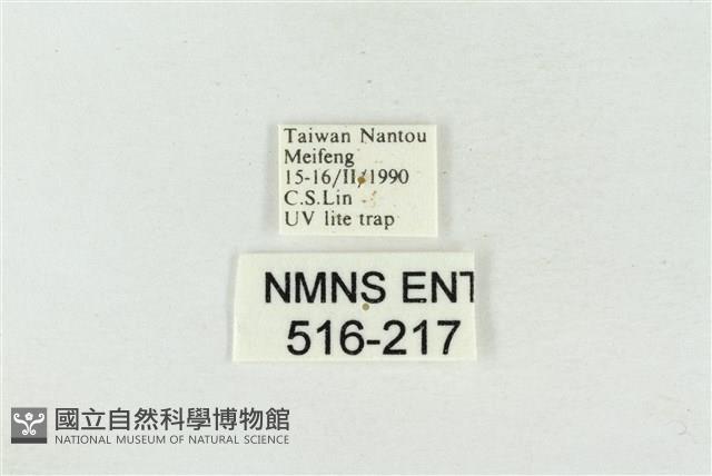 帶波紋蛾藏品圖，第3張