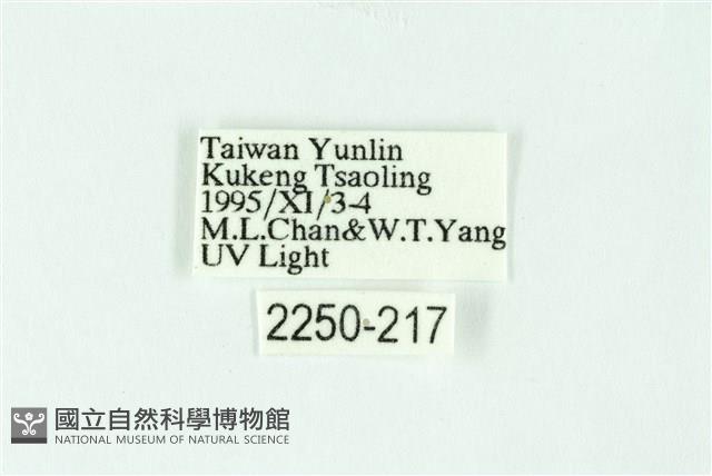 三條橙燈蛾藏品圖，第3張