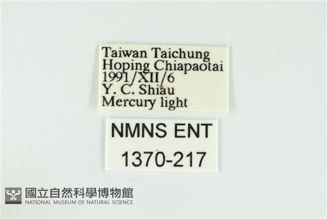 黑翅黃毒蛾藏品圖，第3張