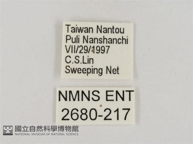 淡褐脈粉蝶藏品圖，第3張