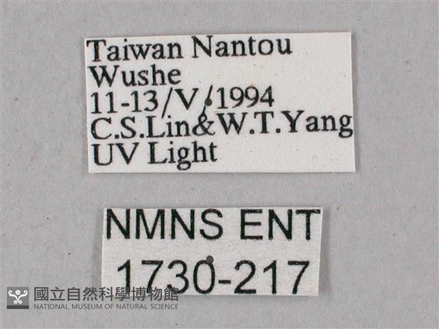 榆綠天蛾藏品圖，第3張