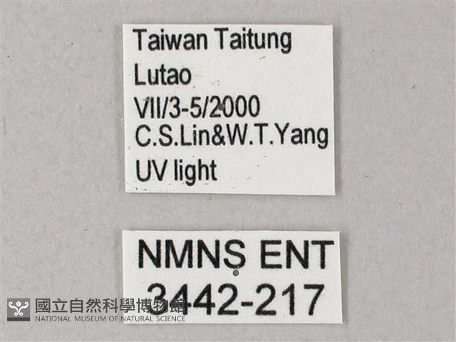 直翅斜紋天蛾藏品圖，第3張