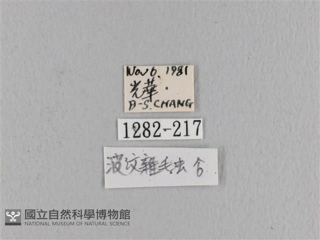 波紋枯葉蛾藏品圖，第3張