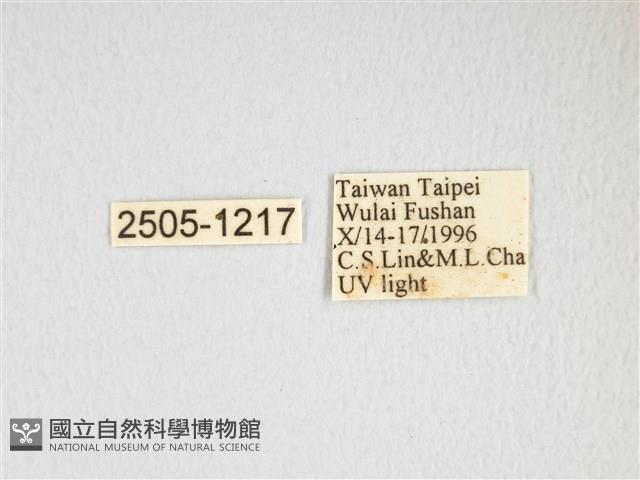 大透目天蠶蛾藏品圖，第3張