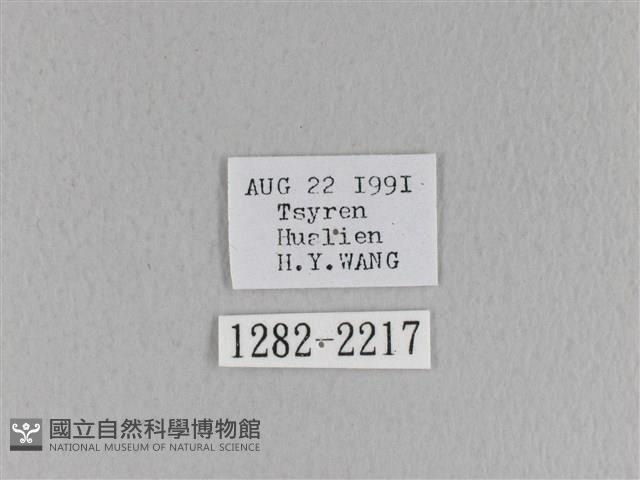 黃斑枯葉蛾藏品圖，第3張