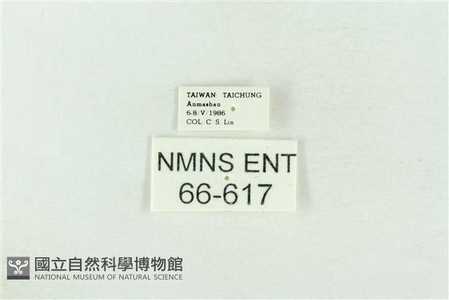 基褐綠刺蛾藏品圖，第3張
