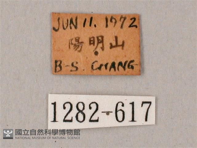 粗斜紋天蛾藏品圖，第3張