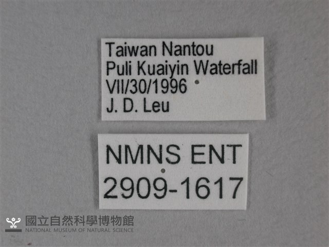 枯葉蝶藏品圖，第3張