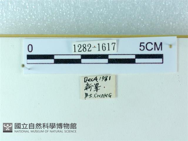 粉蝶燈蛾藏品圖，第3張