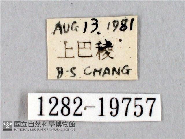 埔里帶蛾藏品圖，第3張