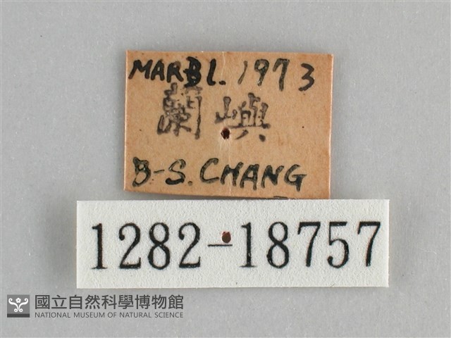 斐豹蛺蝶藏品圖，第3張