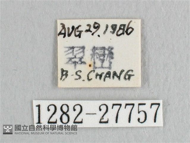 彎黑黃鉤蛾藏品圖，第3張