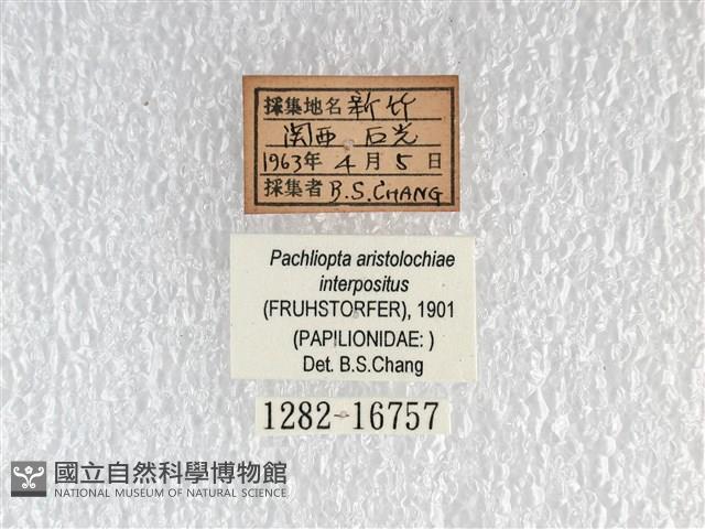 紅珠鳳蝶藏品圖，第3張