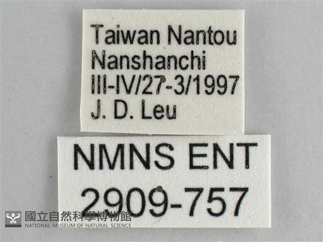 圓翅紫斑蝶藏品圖，第3張