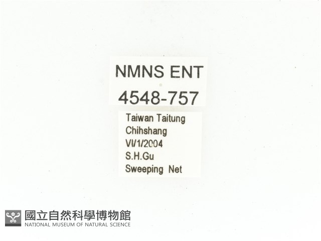 銅點花金龜藏品圖，第2張