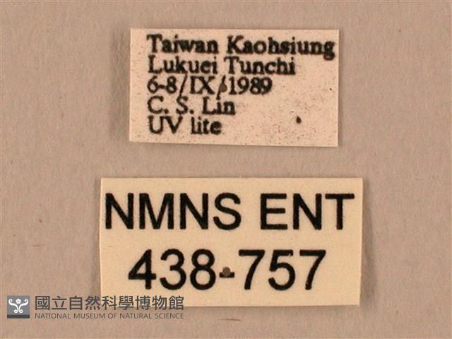 棕綠背線天蛾藏品圖，第3張